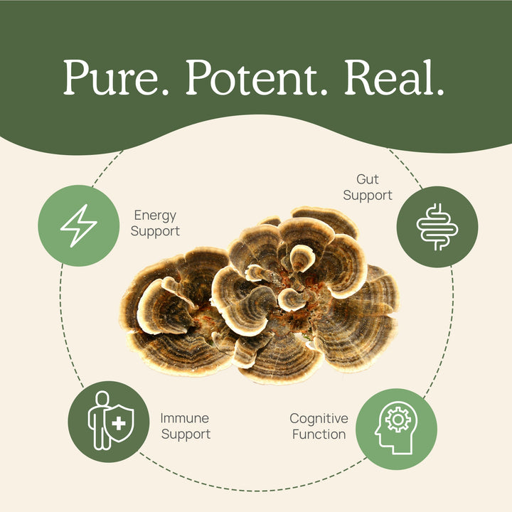 REAL MUSHROOMS Turkey Tail Extract - Bulk Powder is for immune system support ands energy support